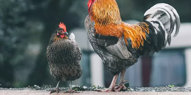 Qual è la migliore ricetta di pollo?